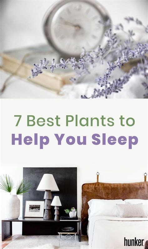 7 Best Plants To Liven Up A Bedroom And Help You Sleep