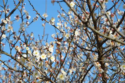 Fleurs Bloom Botanique Photo Gratuite Sur Pixabay Pixabay