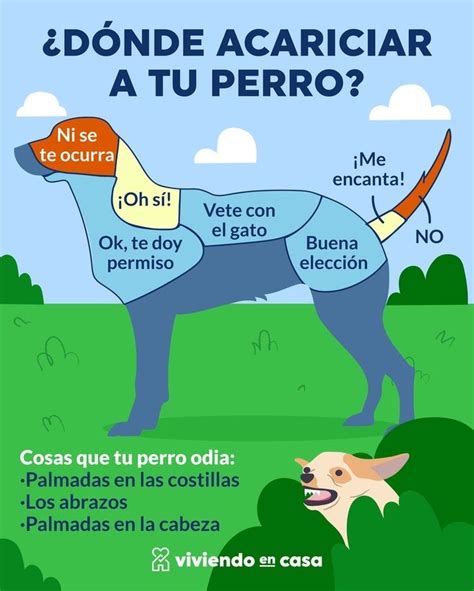 Pin de Patricia Del en Guardado rápido Consejos para mascotas Perros