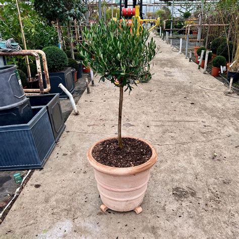 Ready Potted Dwarf Mature Olive Tree Terracotta Pot