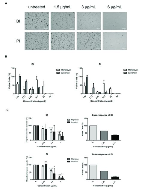 Soft Agar Colony Formation Multicellular Tumor Spheroid Growth