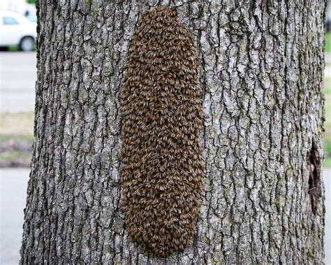 The Peace Bee Farmer: Bees in Hollow Trees