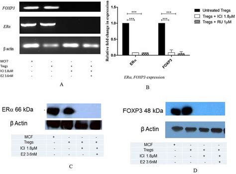 Erα Control Of Foxp3 Expression In Tumour Derived And Peripheral Blood