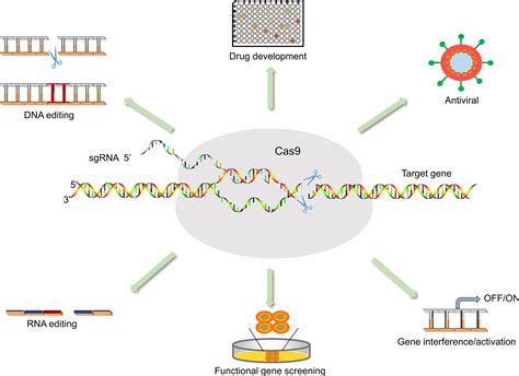 Crispr Cas9 технология презентация 89 фото