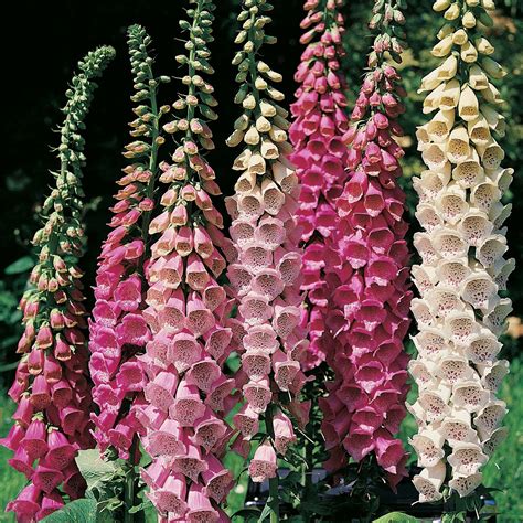 meaning of the foxglove flower colors 4