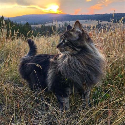 9 Surprising Facts About Maine Coons’ Fur - MaineCoon.org