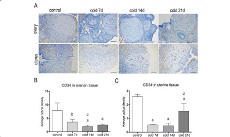 positive expression  cd antibody  ovarian  uterine