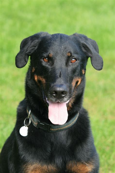 Beauceron: All about this breed - DogsPlanet.com