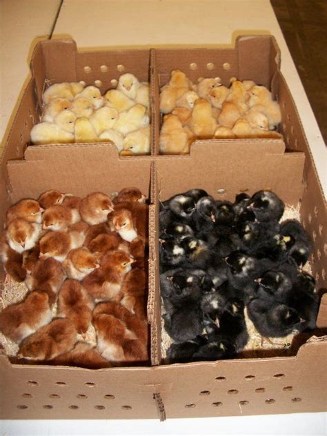 Jumbo Cornish Cross Broiler Meat Chicken For Sale Cackle Hatchery