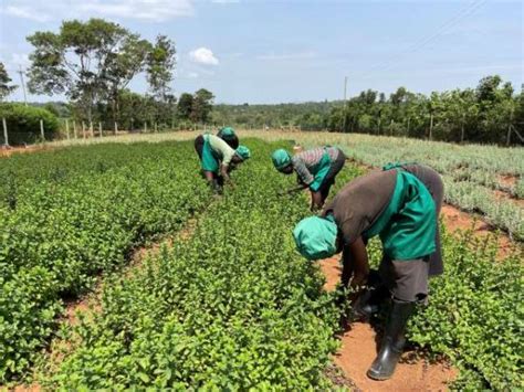 Kenya Farmer Find Export Markets And Fortunes In Herbs And Spice Farming