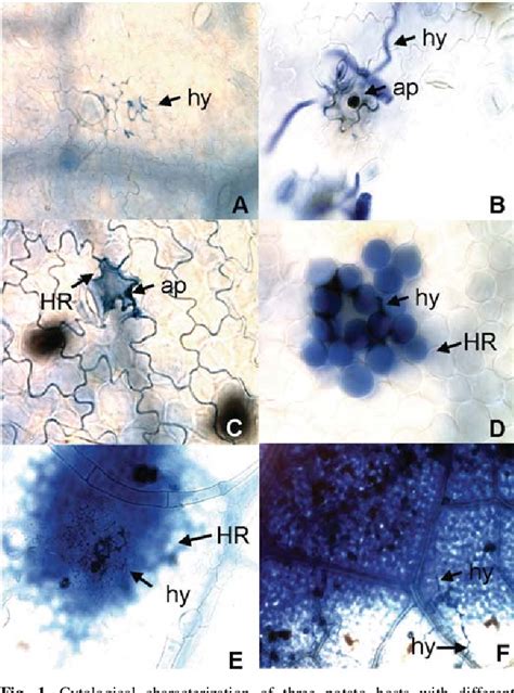 Table 1 From Phenotypic Characterization Of Potato Late Blight