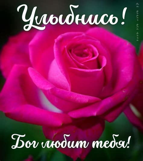 Pin by Tanyusha on Доброе утро(христианские) | Rose, Plants