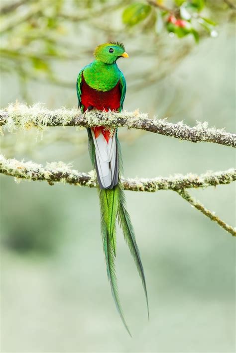 Quetzal Bird