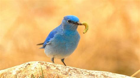 Do Bluebirds Migrate? Breeding Territories And Ranges