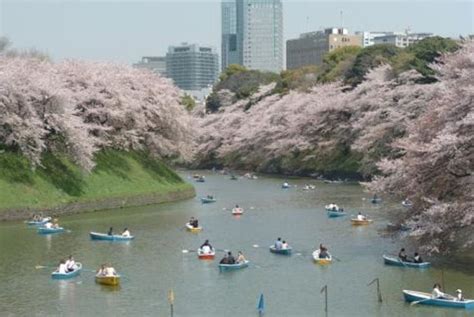 Sakura Festival In Chiyoda The Official Tokyo Travel Guide Go Tokyo