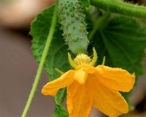 Enfermedad Del Pepino Causas S Ntomas Y Tratamiento Gu A Completa