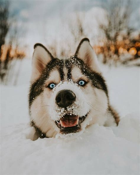 Happy Husky In Snow