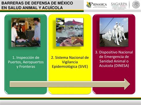 Ppt Dispositivo Nacional De Emergencia En Sanidad Acu Cola Dinesa