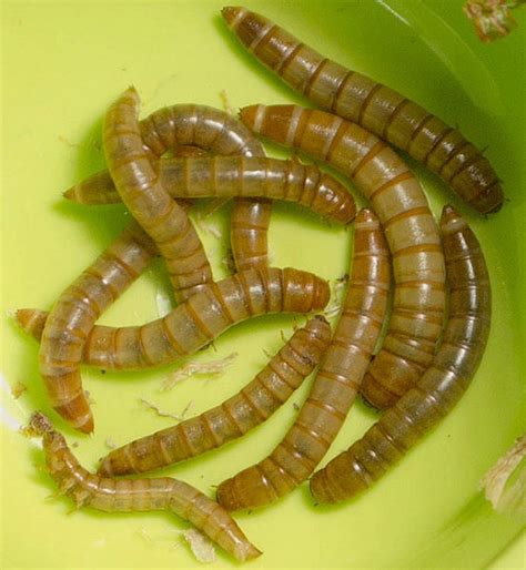 Mealworm Tenebrio Molitor Feedipedia