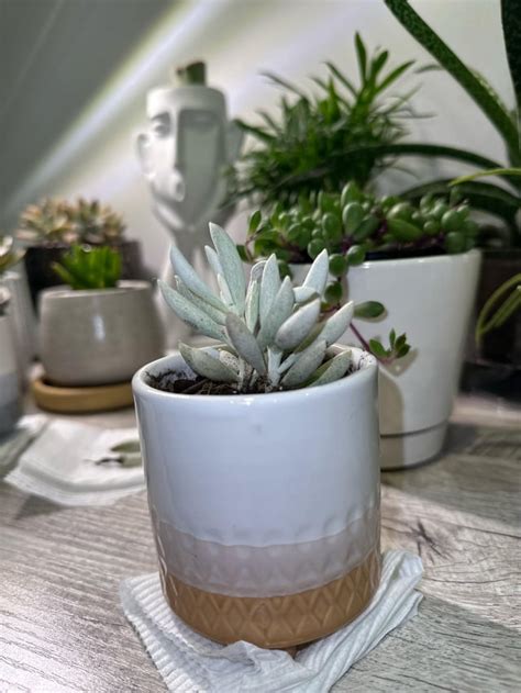 Cocoon Plant Rsucculents
