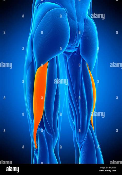 Illustration Of The Biceps Femoris Longus Muscle Stock Photo Alamy