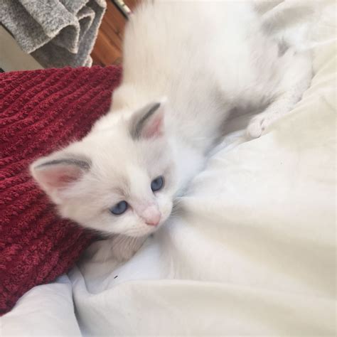 Ragdoll Kittens For Sale Pets4homes