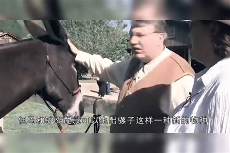 骡子是马和驴的杂交品种，那你知道骡子为何不能生吗？看完涨知识