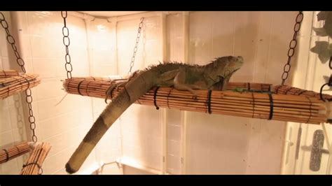 How To Set Up An Iguana Cage Small Pets Keypetcare