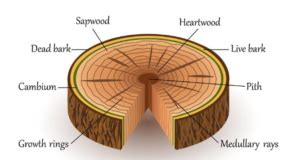 12 Difference Between Heartwood (Duramen) And Sapwood (Alburnum) - VIVA ...