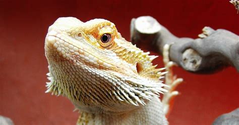 Bearded Dragon Behavior And Training Emily S Dragon Doodles