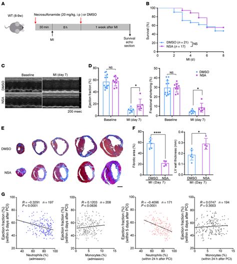 Pharmacological Inhibition Of Gsdmd Reduces Infarct Size After Ami A