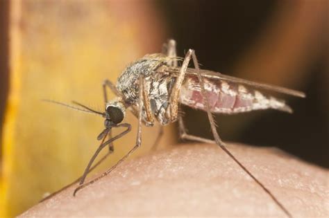 Genetic Engineering Alters Mosquitoes Sense Of Smell Malaria Middle