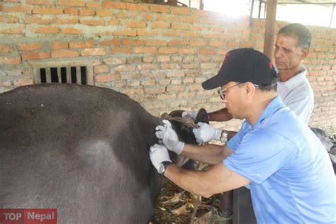 लम्पी स्किन रोग विरुद्ध सप्ताहव्यापी खोप कार्यक्रम सुरु Top Nepal News