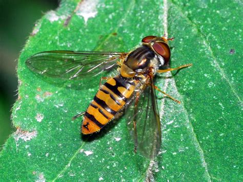 Syrphidae Episyrphus Balteatus Male Ettore Balocchi Flickr