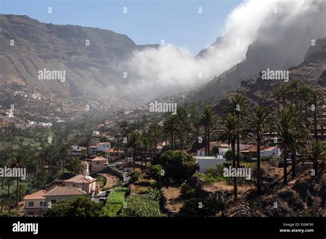 Canary Island Date Palms Phoenix Canariensis Trade Wind Clouds And