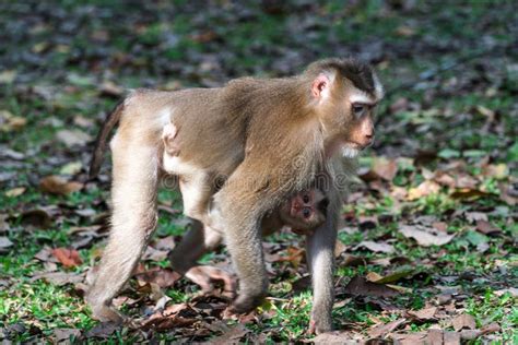 Northern Pig-tailed Macaque Stock Photo - Image of mammal, park: 114062028