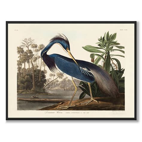 Vintage fågel poster - Louisiana Heron – HISTORLY