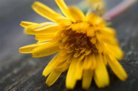 Premium Photo The Beautiful Yellow Flower In The Garden In The Nature