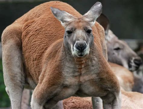 The Largest Kangaroo Ever Caught in Australia - A-Z Animals