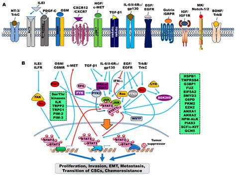 Jak Stat Signaling Pathway