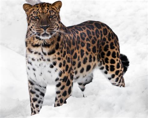 The Look Of A Big Cat Red Headed Far Eastern Leopard Is A Powerful