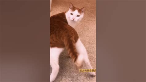 Cute Cat Funny Dance 😂😺 Youtubeshorts Shortvideo Shorts Short Cat Funnyvideo Funnycats