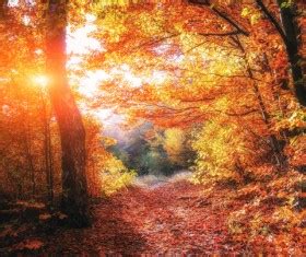 autumn forest stock photo