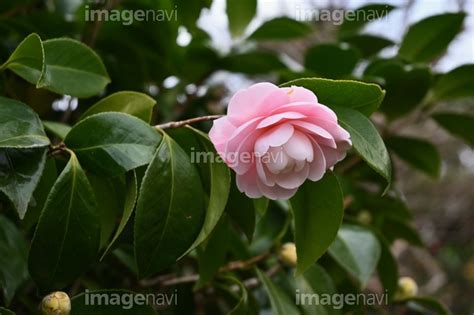 【ツバキの花】の画像素材41571989 写真素材ならイメージナビ