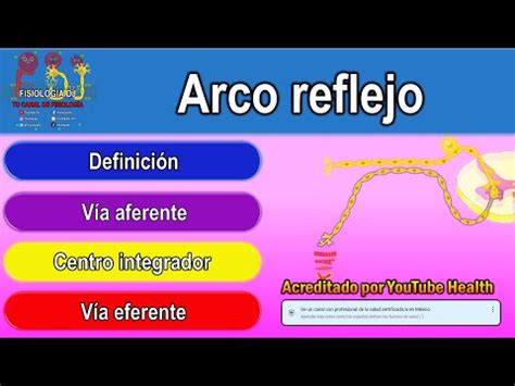 La Estructura De Un Arco Reflejo Simple Y Compuesto Todo Sobre