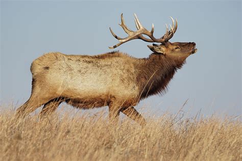 Bugling Elk Photograph by Alan Hutchins - Fine Art America