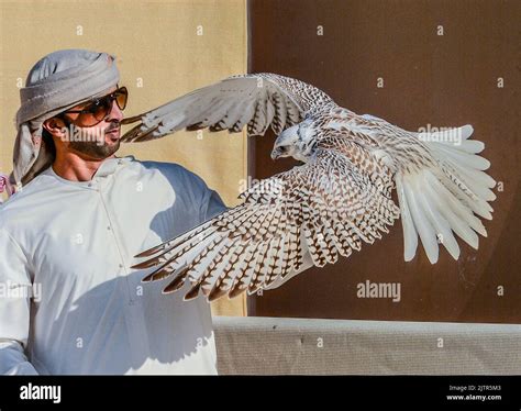 Falcon breeding played key role in Arab world Stock Photo - Alamy