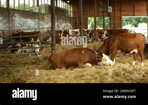 Olomouc Czech Republic June 11 2019 Cows On Organic Farm Farming