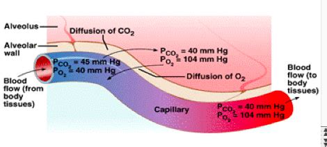 Gas Exchange And ECMO Physiology Flashcards Quizlet