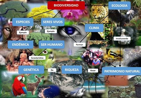 Enz Natural Sciences Docs Estadistic Grd Mapa Conceptual Sobre Biodiversidad